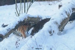 zoo-wuppertal-tschuna-daseep-05-030