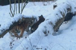 zoo-wuppertal-tschuna-daseep-05-031