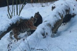 zoo-wuppertal-tschuna-daseep-05-032
