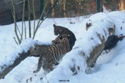 zoo-wuppertal-tschuna-daseep-05-033