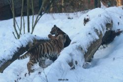 zoo-wuppertal-tschuna-daseep-05-034