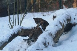 zoo-wuppertal-tschuna-daseep-05-035