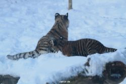 zoo-wuppertal-tschuna-daseep-05-036