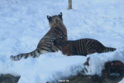 zoo-wuppertal-tschuna-daseep-05-037