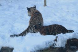 zoo-wuppertal-tschuna-daseep-05-038