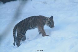 zoo-wuppertal-tschuna-daseep-05-039