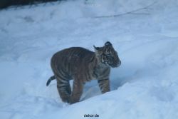 zoo-wuppertal-tschuna-daseep-05-040