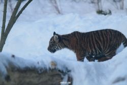 zoo-wuppertal-tschuna-daseep-05-042