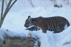zoo-wuppertal-tschuna-daseep-05-043