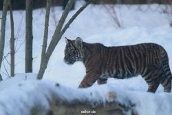 zoo-wuppertal-tschuna-daseep-05-044