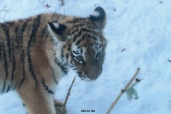 zoo-wuppertal-tschuna-daseep-05-045