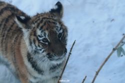 zoo-wuppertal-tschuna-daseep-05-046