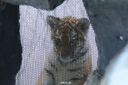 zoo-wuppertal-tschuna-daseep-05-048