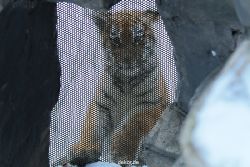 zoo-wuppertal-tschuna-daseep-05-049