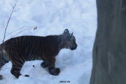 zoo-wuppertal-tschuna-daseep-05-050