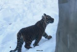 zoo-wuppertal-tschuna-daseep-05-051