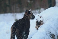 zoo-wuppertal-tschuna-daseep-05-052