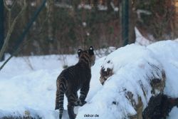 zoo-wuppertal-tschuna-daseep-05-053