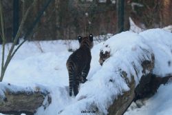 zoo-wuppertal-tschuna-daseep-05-054