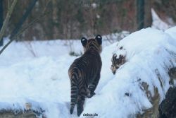 zoo-wuppertal-tschuna-daseep-05-055