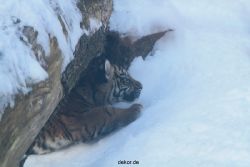 zoo-wuppertal-tschuna-daseep-05-057