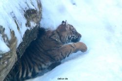 zoo-wuppertal-tschuna-daseep-05-058