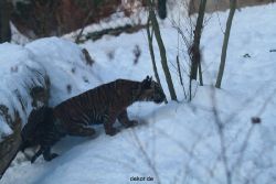 zoo-wuppertal-tschuna-daseep-05-059