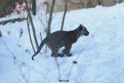 zoo-wuppertal-tschuna-daseep-05-060