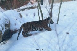 zoo-wuppertal-tschuna-daseep-05-061