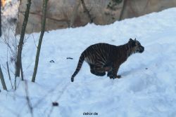zoo-wuppertal-tschuna-daseep-05-062
