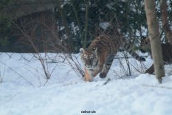 zoo-wuppertal-tschuna-daseep-05-063