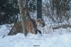 zoo-wuppertal-tschuna-daseep-05-065