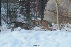 zoo-wuppertal-tschuna-daseep-05-066