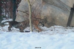 zoo-wuppertal-tschuna-daseep-05-068