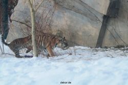 zoo-wuppertal-tschuna-daseep-05-069