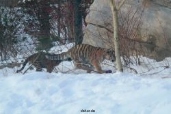 zoo-wuppertal-tschuna-daseep-05-070