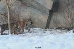 zoo-wuppertal-tschuna-daseep-05-071