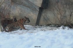 zoo-wuppertal-tschuna-daseep-05-072