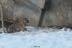 zoo-wuppertal-tschuna-daseep-05-073