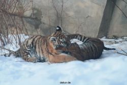 zoo-wuppertal-tschuna-daseep-05-074