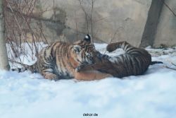 zoo-wuppertal-tschuna-daseep-05-075