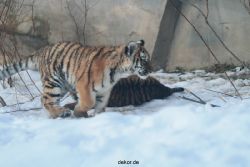 zoo-wuppertal-tschuna-daseep-05-076