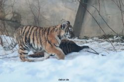 zoo-wuppertal-tschuna-daseep-05-077