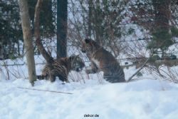 zoo-wuppertal-tschuna-daseep-05-078