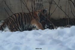 zoo-wuppertal-tschuna-daseep-05-079