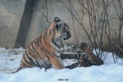 zoo-wuppertal-tschuna-daseep-05-084