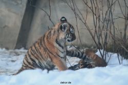 zoo-wuppertal-tschuna-daseep-05-085