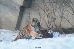 zoo-wuppertal-tschuna-daseep-05-086