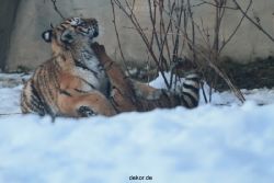 zoo-wuppertal-tschuna-daseep-05-087