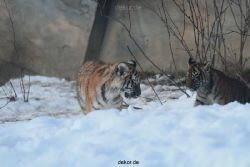 zoo-wuppertal-tschuna-daseep-05-088